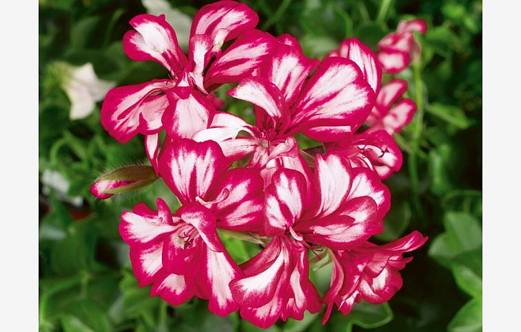 Muškát previsnutý Mexikanerin - Pelargonium, kont. 0,5 l