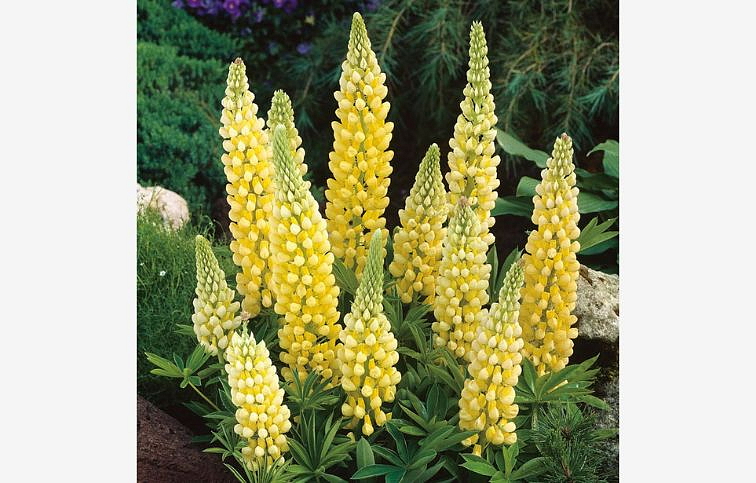 Lupina Yellow Shades, kont. 0,5 l