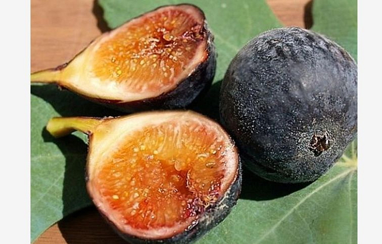 Figovník Noir De Caromb 40-60cm, kont. 9 l