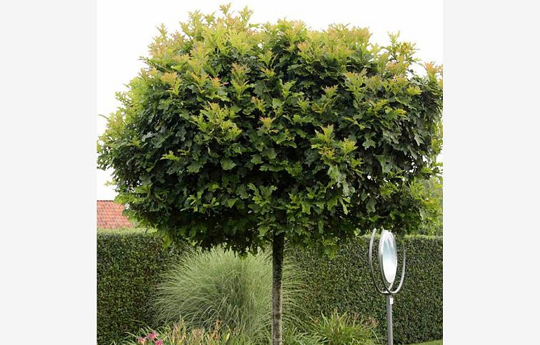 Dub močiarny GREEN DWARF na 80cm kmienku, výška 130-140 cm, kont. 20 l
