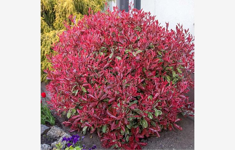 Červienka fraserová Pink Marble 40-60cm, kont. p18