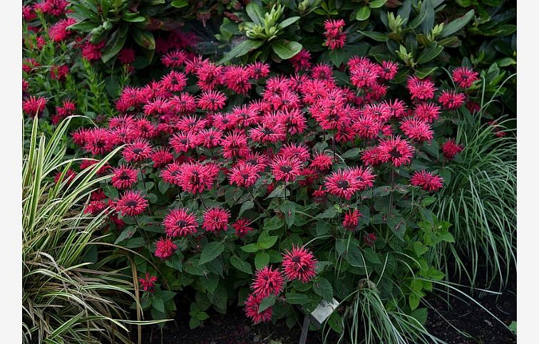 Monarda Bee Happy, kont. 0,5 l