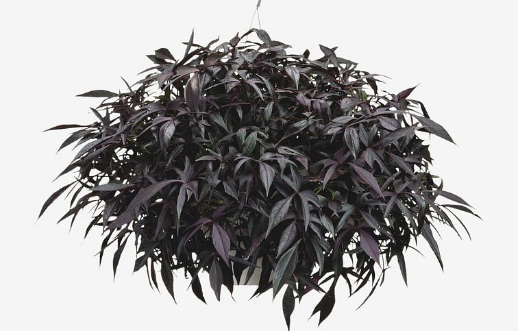 Povojník batatový Illusion Midnight Lace - Ipomea, kont. 0,5 l