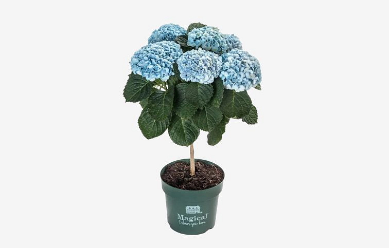 Hortenzia kalinolistá Magical Revolution Blue na kmienku 30-40cm, kont. p14