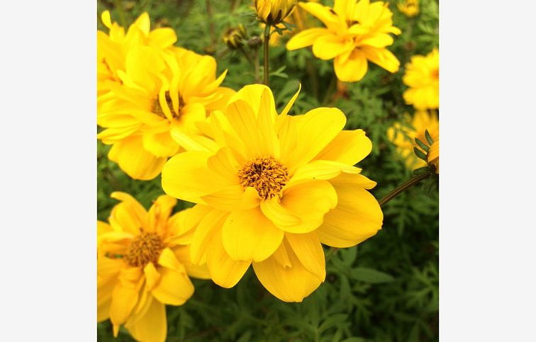 Dvojzub Superstar - Bidens, kont. 0,5 l