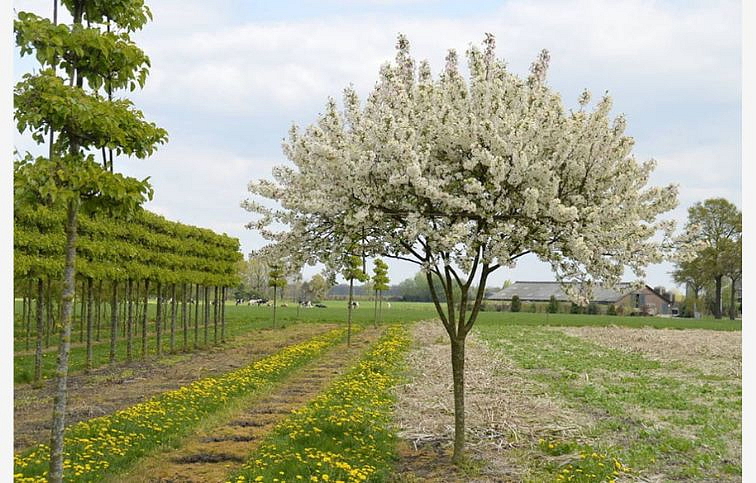 Okrasná jabloň Everest na cca 110cm kmeni, v. 220-250cm, obv. km. 12-14cm, kont. 25 l