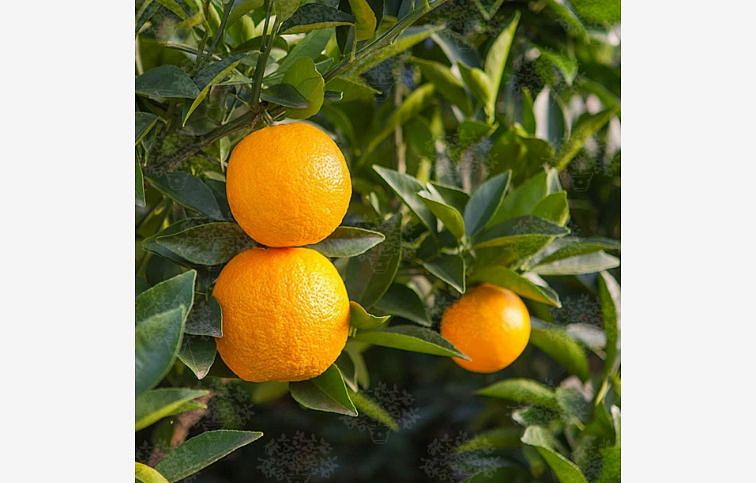 Citrus sinensis - Pomarančovník Arancio na kmienku, výška 60-70 cm, kont. 5 l