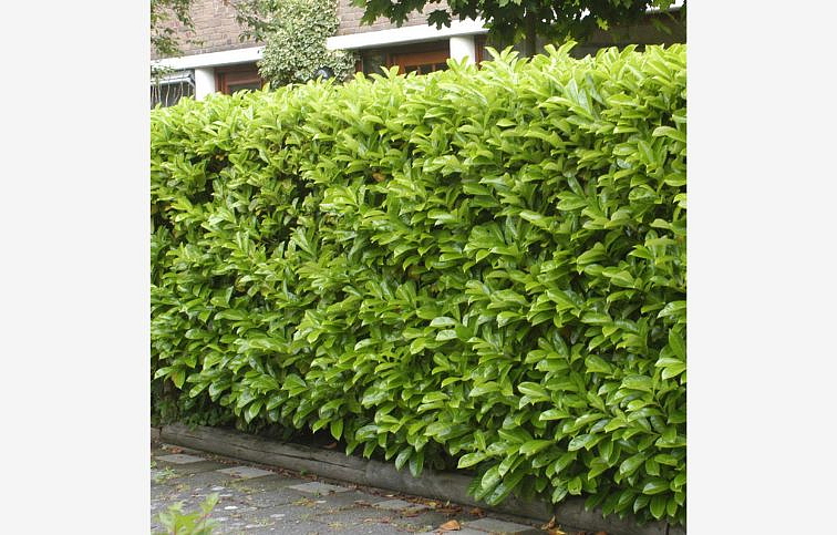 Vavrínovec lekársky NOVITA 140-170 cm, kont. 18 l