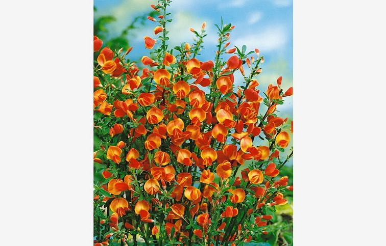 Zanoväť Lena 30-40 cm - Cytisus, kont.p14