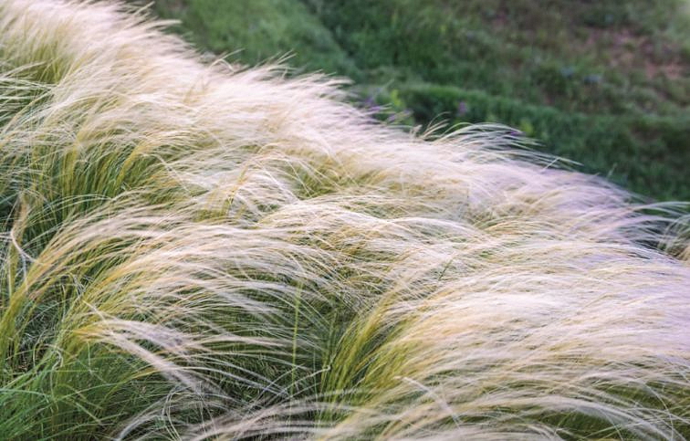 Kavyľ perovitý Pony Tails - Stipa, kont. 0,5 l