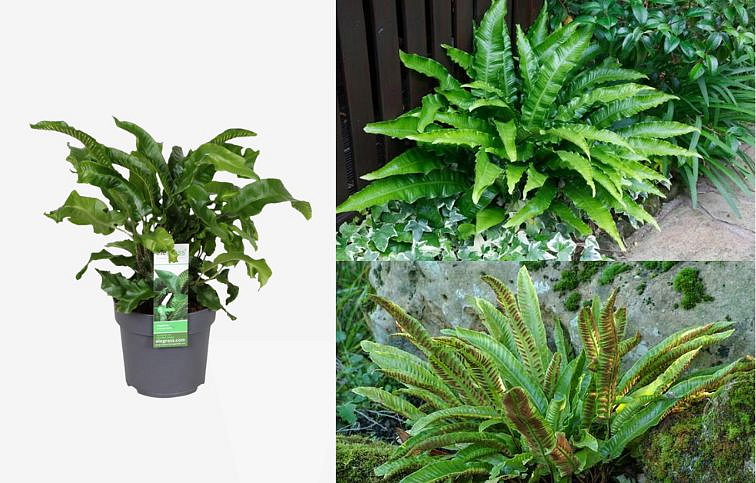 Jelení jazyk - Asplenium scolopendrium, kont. p14