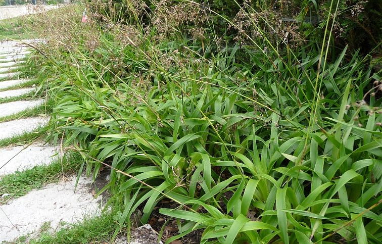 Chlpaňa lesná Select - Luzula sylvatica, kont. 0,5 l