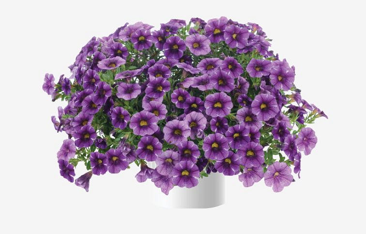 Minipetúnia Million Bells Colibri Purple Lace - Calibrachoa, kont. 0,5 l