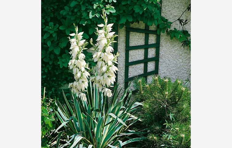 Juka vláknitá Ivory Towers - Yucca filamentosa, kont. 2 l