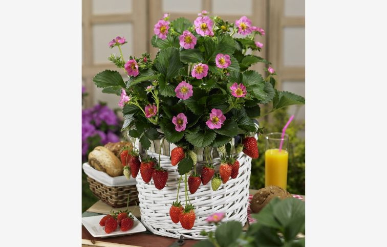 Jahoda previsnutá stálerodiaca Gasana - Fragaria, kont. 0,5 l