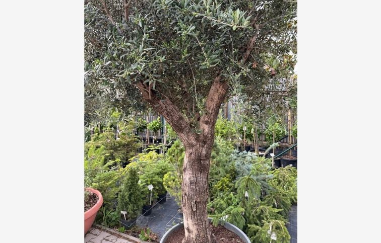 Olivovník európsky výška kmeňa 90-100cm, obvod kmeňa 60-70cm, výška cca 280cm, kont. 150 l