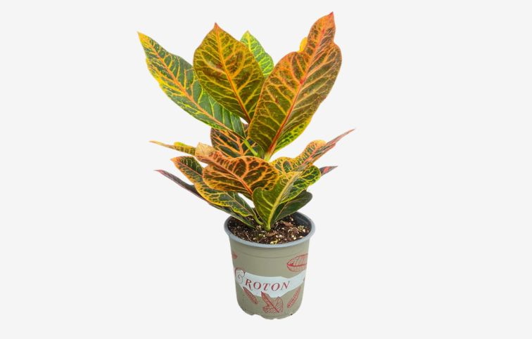 Krotón Excellent 25-35cm - Codiaeum variegatum, kont. p13