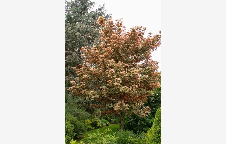 Javor horský Esk Sunset na 190-200cm kmienku, výška 270-290cm, kont. 10 l