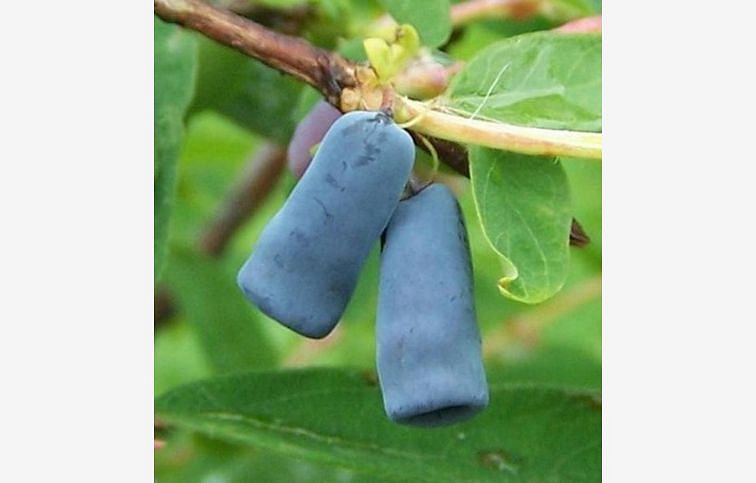 Zemolez kamčatský Sinoglaska 30-50cm - Lonicera caerulea kont. 1,5 l