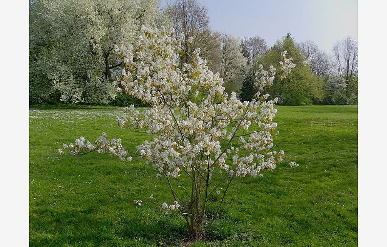 Muchovník lamarckov 50-80cm - Amelanchier lamarckii kont. 3 l