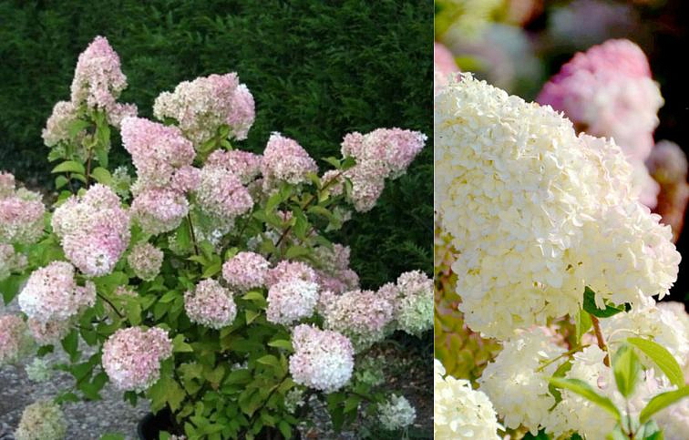 Hortenzia metlinatá Diamantino 20-30cm, kont. 3 l