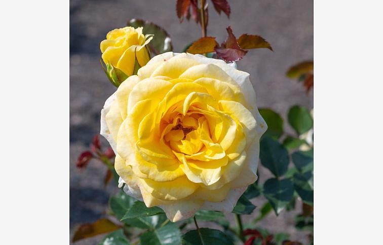 Ruža Sunmaid - Kordes na 50-60cm kmienku, výška 80-100cm, kont. 10 l