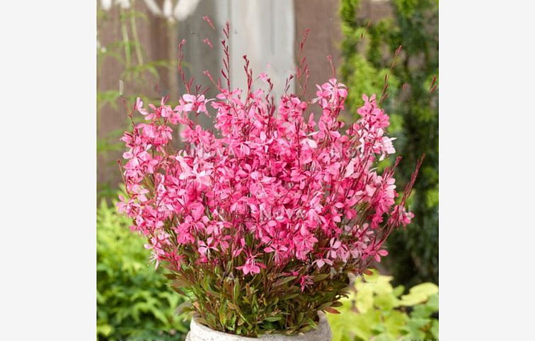 Gaura lindheimerova Tutti Frutti, kont. 0,5 l
