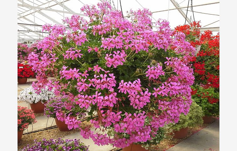 Muškát previsnutý Pelargónia Villa De Paris Lila, 2 rastliny v kont. 0,5 l