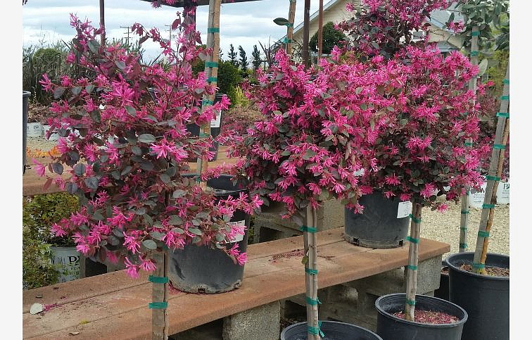 Loropetalum čínske Rubra na kmienku 70-80 cm, kont. 7 l