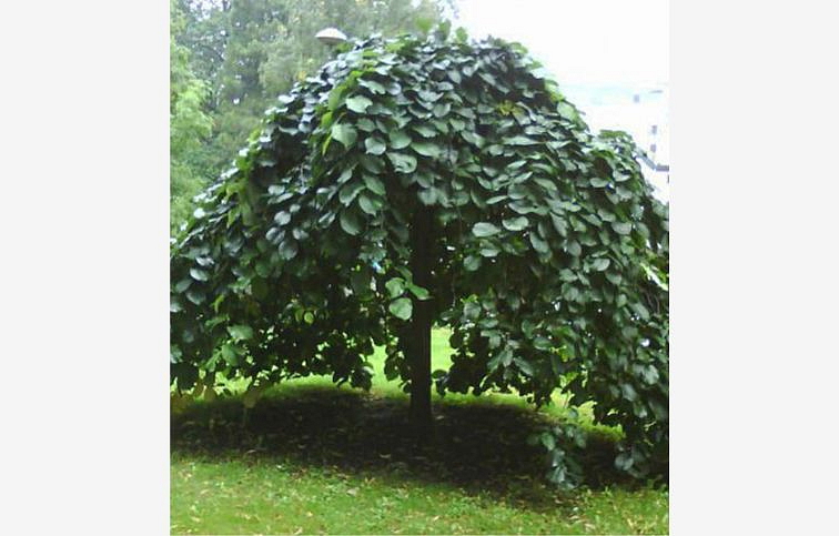 Brest horský Pendula na 200-220cm kmeni, obvod kmeňa 10-12cm, kont. 30 l