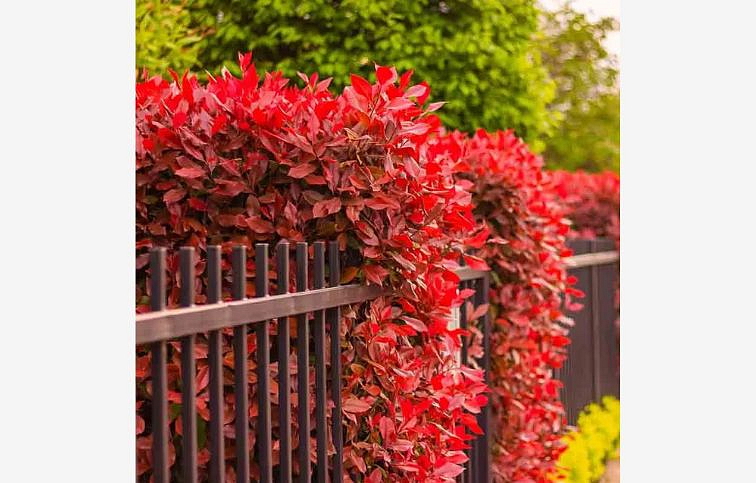 Červienka fraserová CARRE ROUGE 30-40 cm, kont. p9,5