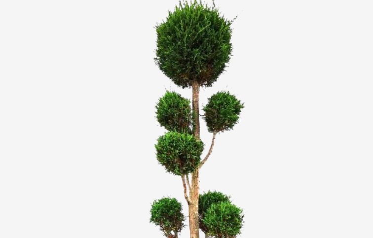 Cyprusovec leylandský ponpons 180-200 cm, kont. 35 l