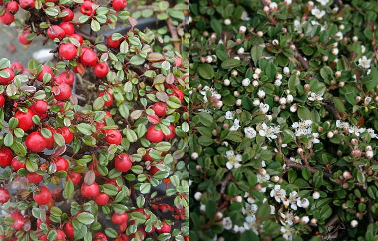 Skalník Queen of Carpet na kmienku 90-100cm, kont. 3 l