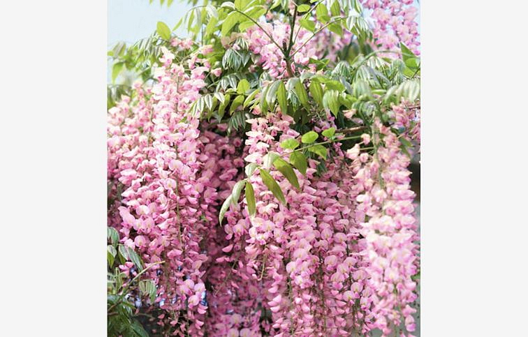 Vistéria vznešená SHOWA BENI 150-200 cm, kont. 3 l