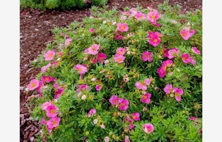 Nátržník krovitý Bellissima 15-20cm, kont. 2 l