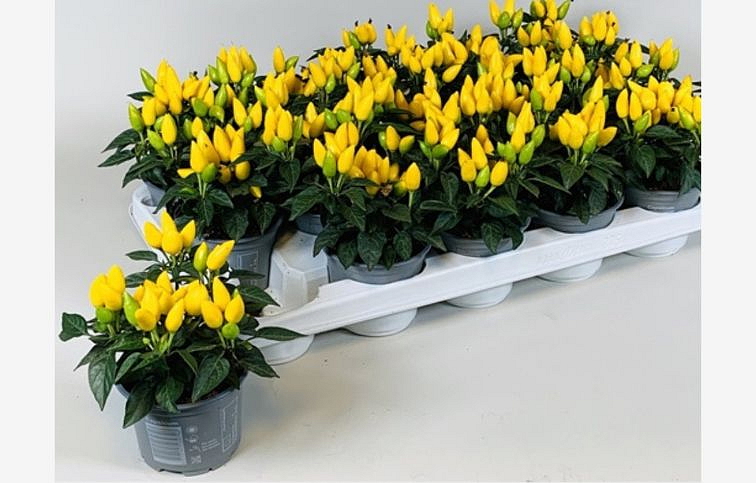 Okrasná paprika Salsa Yellow 15 cm, kont. p10,5