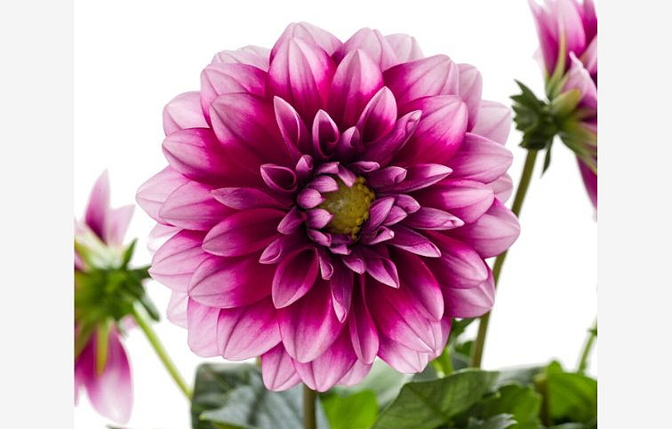 Dahlia Georgína Labella Medio Fun Pink Blush - Dahlia, kont. 0,7 l