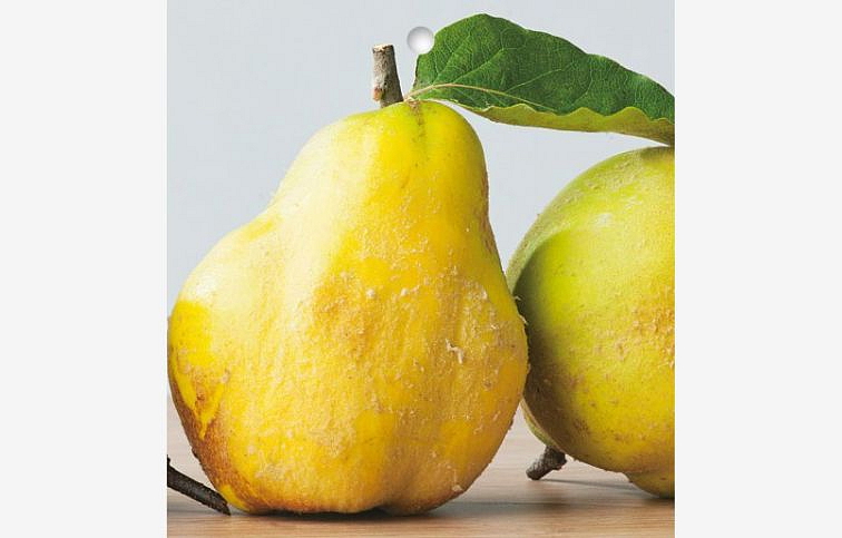 Dula Bereckého podpník semenáč, voľnok.