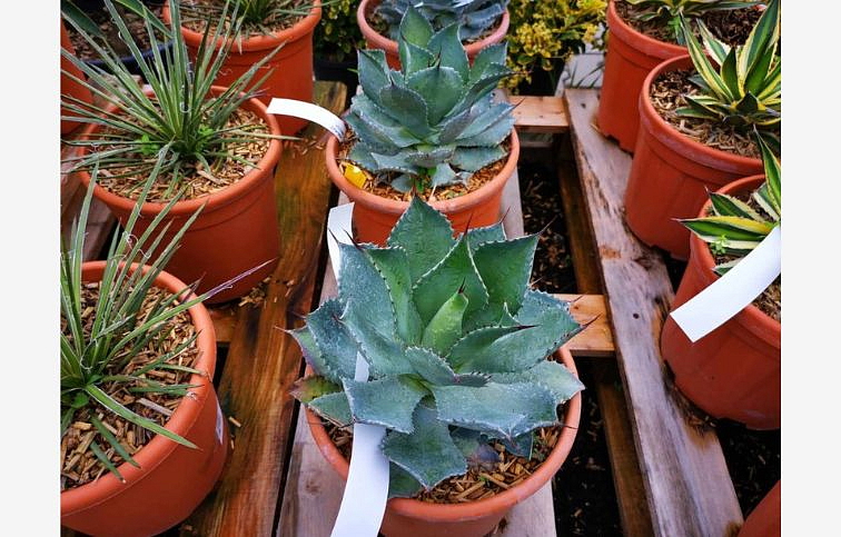 Agave PARRYI 15-20 cm , kont. 9 l