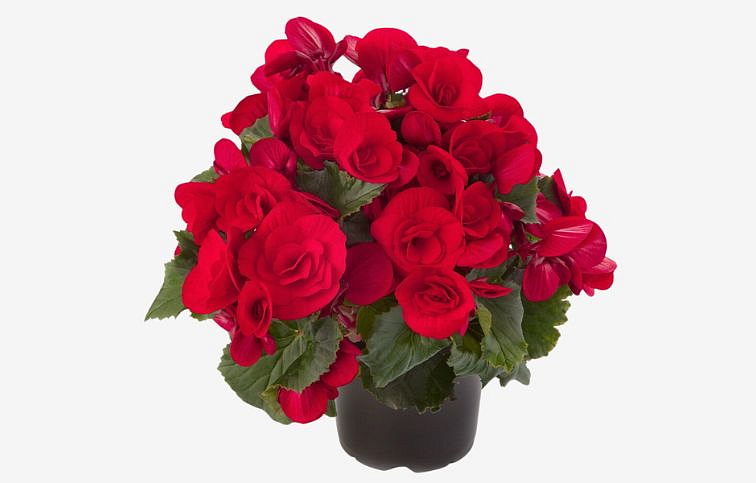 Begónia Barkos Baladin, kont. 0,7 l