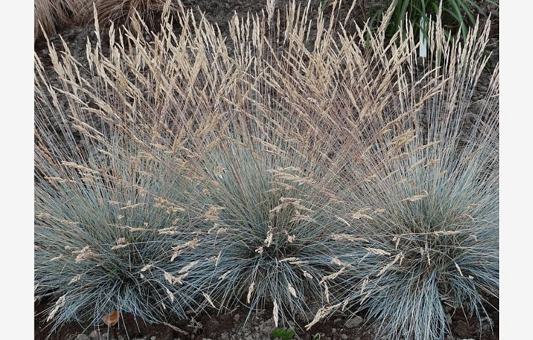 Kostrava sivá Elijah Blue - Festuca glauca, kont. 0,5 l