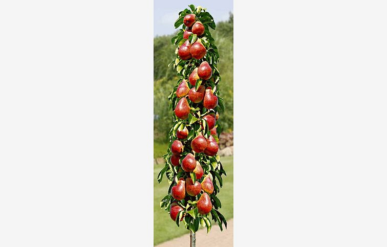 Hruška stĺpovitá Decora, podpník Kaukazská hruška, voľnok.