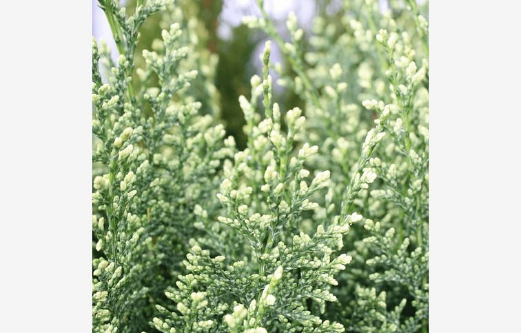 Cypruštek Lawsonov White Spot 80-100 cm, kont. 3 l