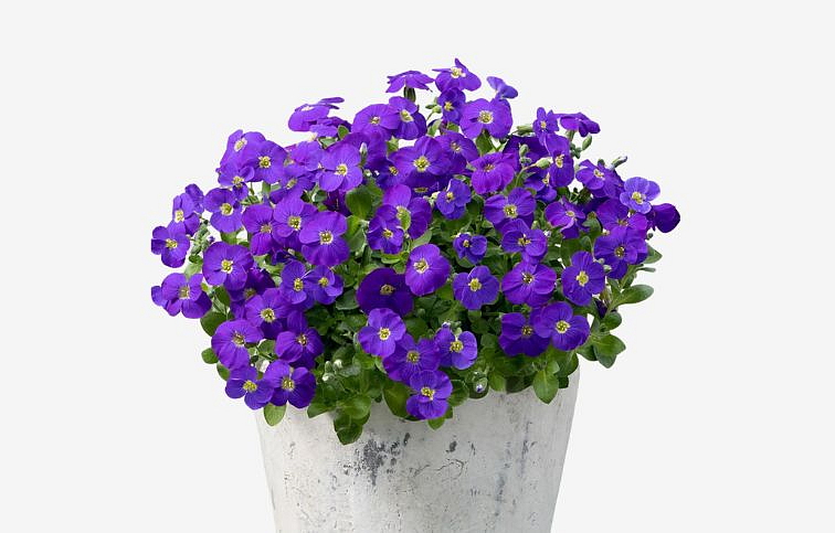 Tarička Kitte - Aubrieta, kont. p12