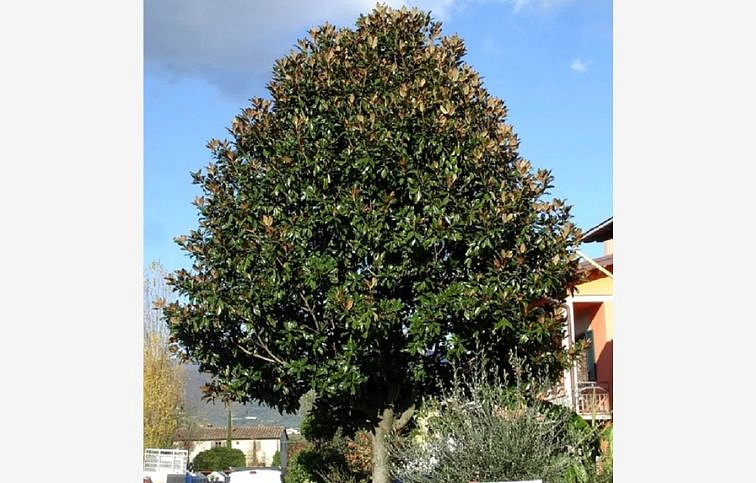 Magnólia veľkokvetá Gallissoniensis Goliath 150-180cm, kont. 25 l