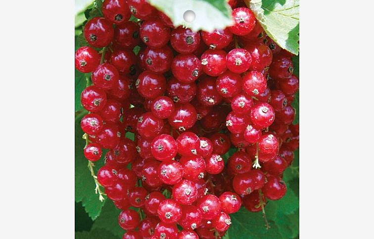 Ríbezľa stromčeková Rolan na cca 60cm kmienku, voľnok.