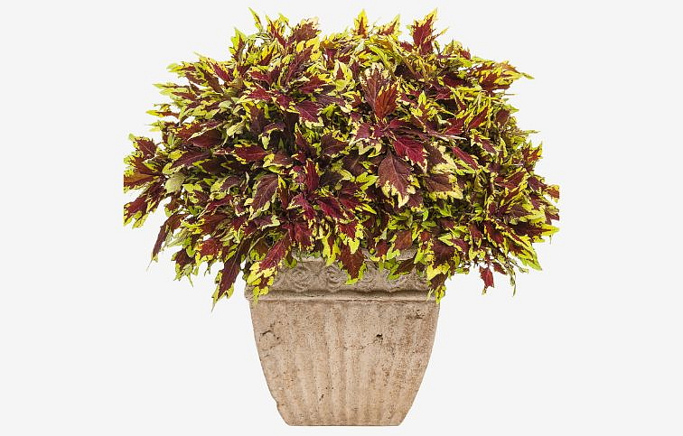 Koleus Royale Apple Brandy - Coleus, kont. 0,5 l