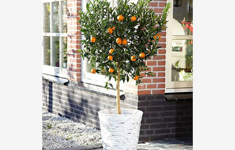Citrus reticulata - mandarínka na kmienku, výška 50-70 cm, kont. 5 l