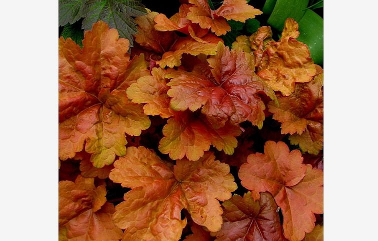 Heuchera Creme Brulee, kont. 0,5 l