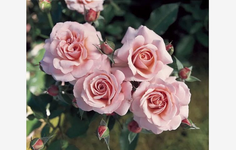 Ruža Botticelli - Meilland na 50-60cm kmienku, výška 80-100cm, kont. 10 l